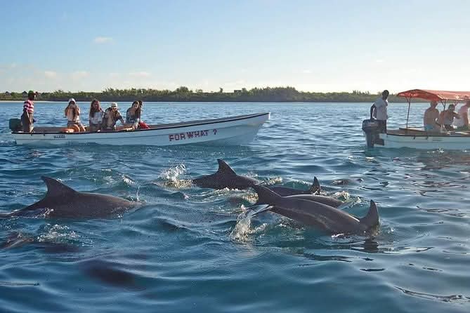 Dolphin Tour